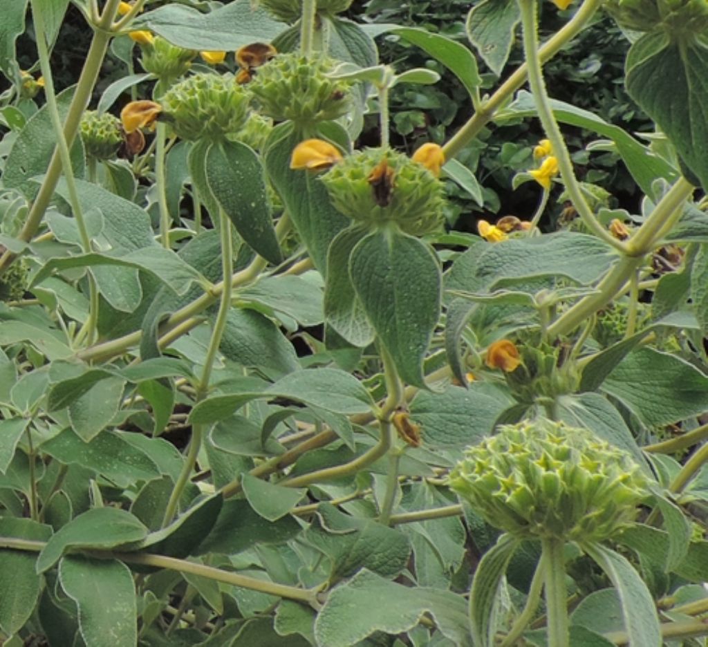 Pianta con foglie vellutate:  Phlomis fruticosa (Lamiaceae)